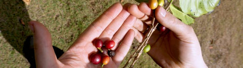 Pair of hands holding coffee plant